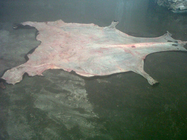 Horse hides from Argentina