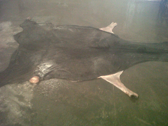 Horse hides from Argentina