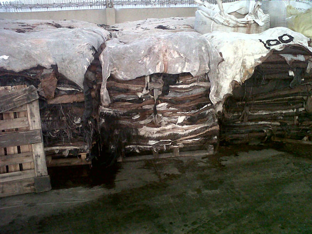 Horse hides from Argentina